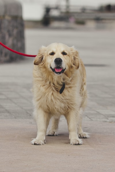 白天在路上奔跑的金毛猎犬